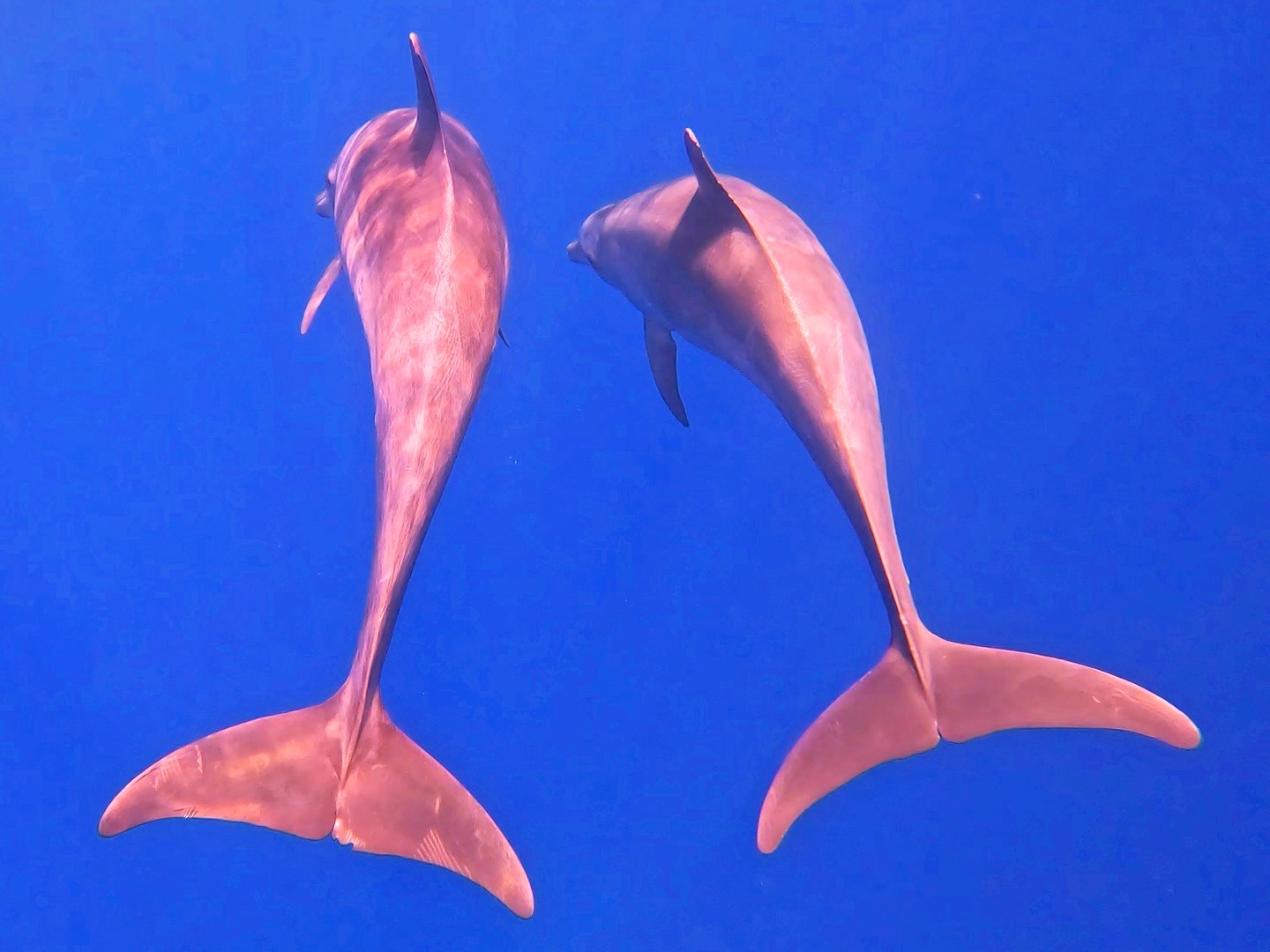 Two dolphins swimming together