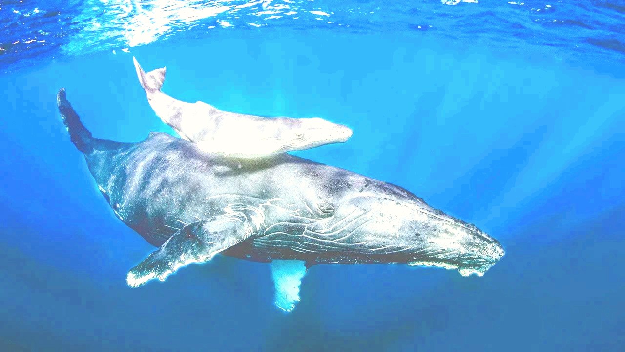 Humpback whale